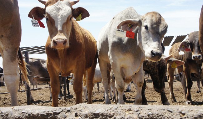 Autoriza FDA fármaco para controlar el gusano barrenador en ganado bovino
