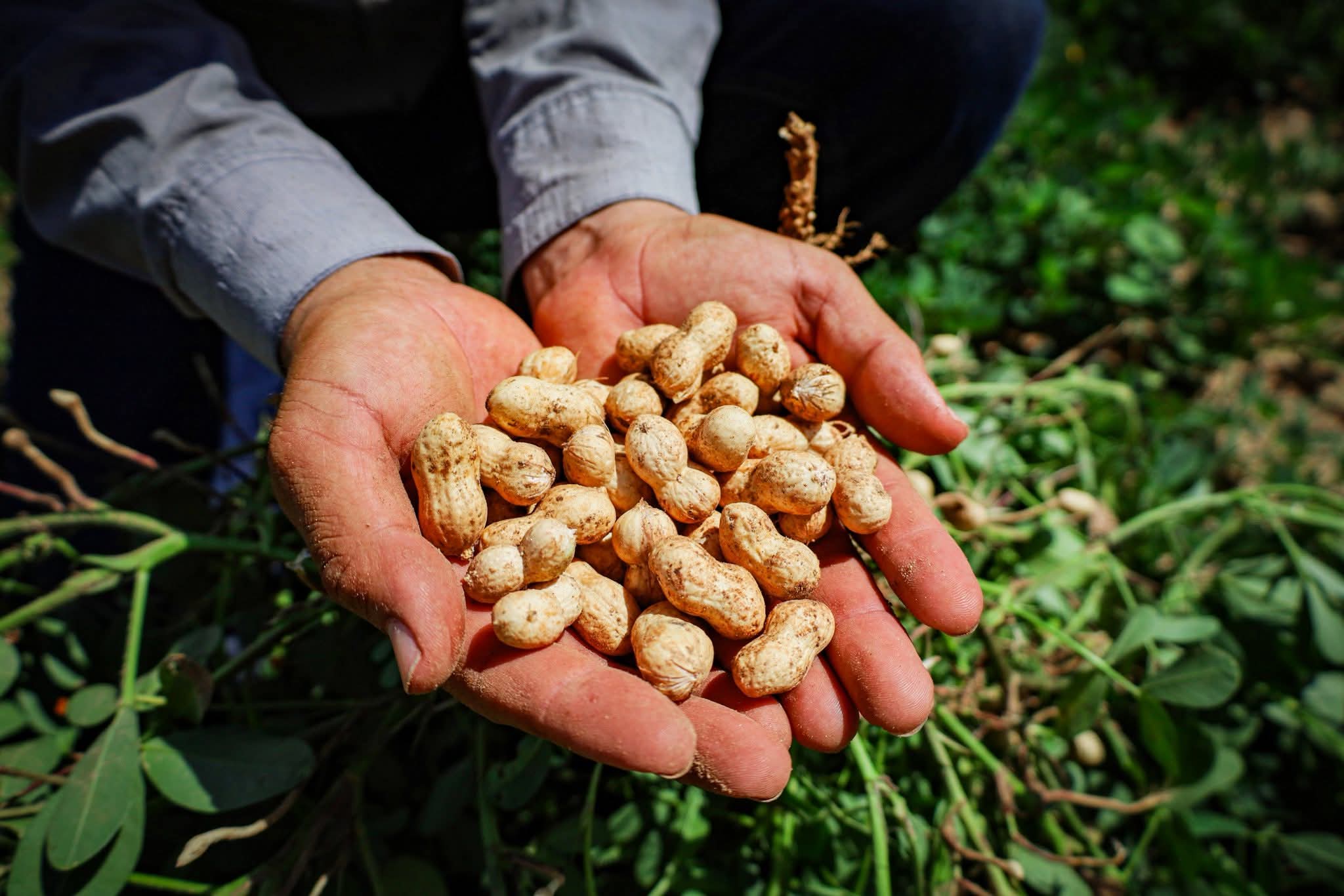 Cultivos de cacahuate presentan un desarrollo vegetativo favorable en Mocorito