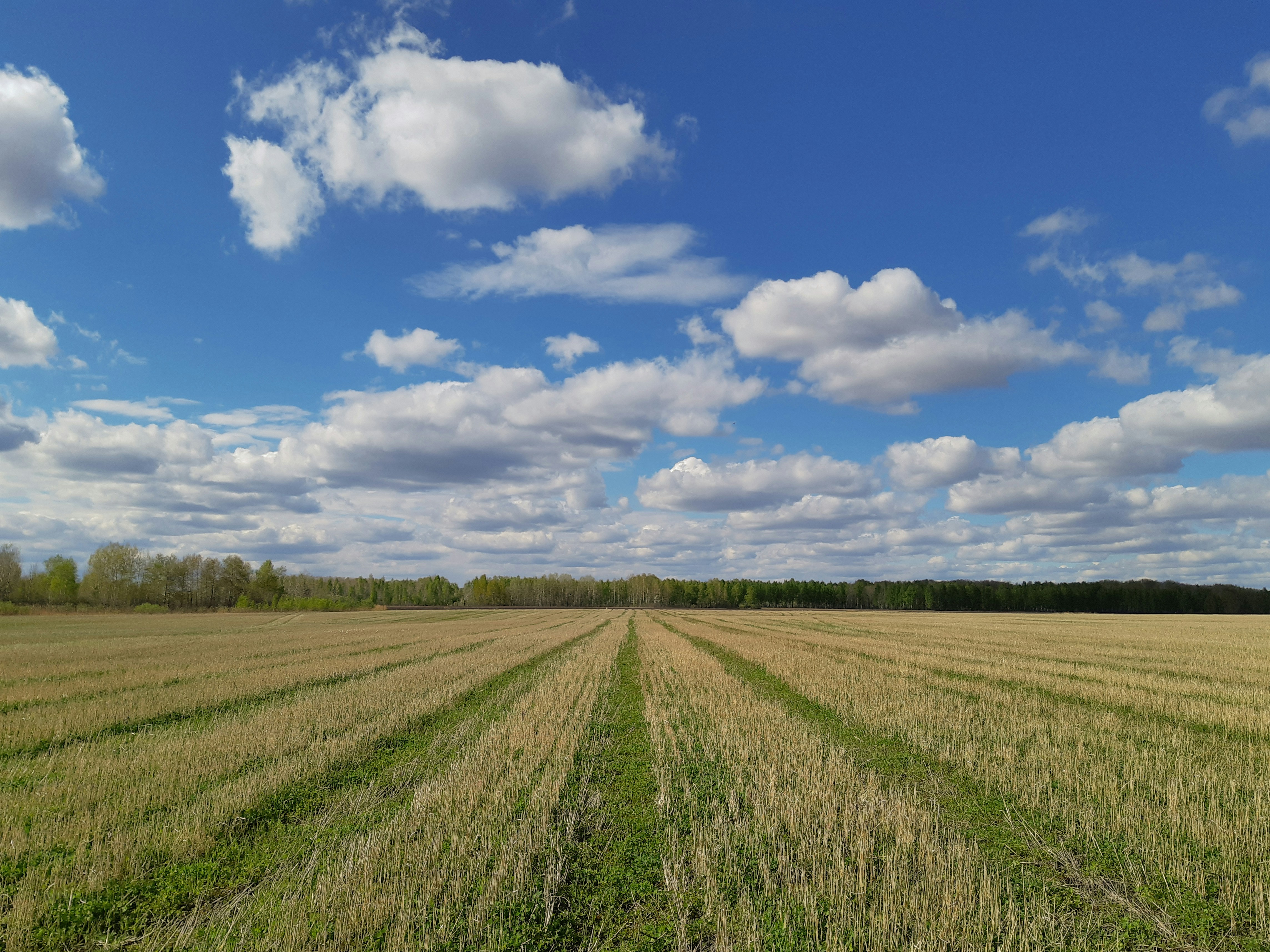 toma amplia de un Campo agrícola