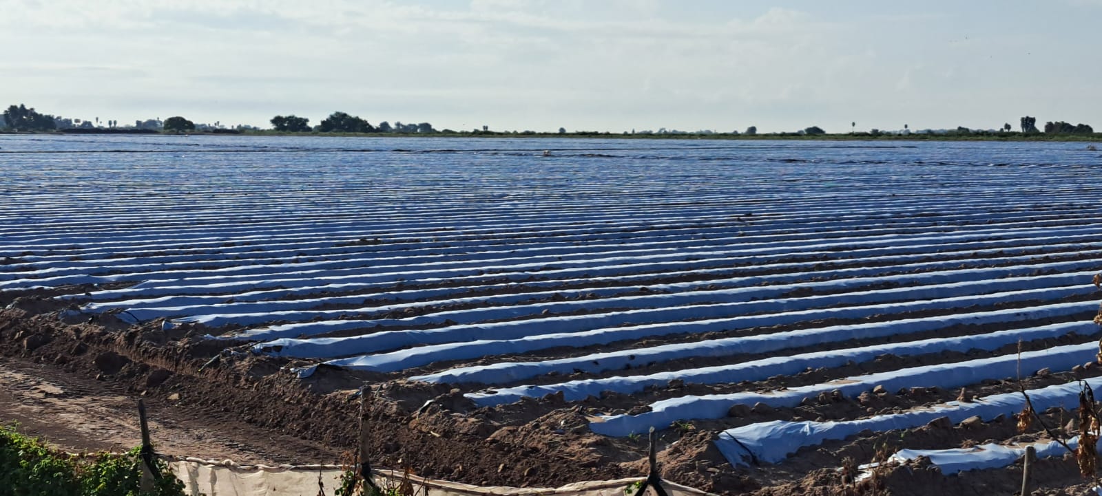 Campo agrícola de Sinaloa
