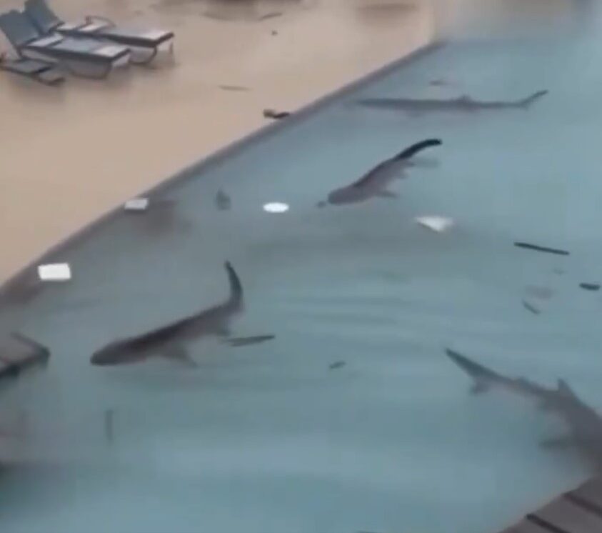 La otra amenaza del huracán Melissa en Jamaica: tiburones y caimanes invaden zonas inundadas