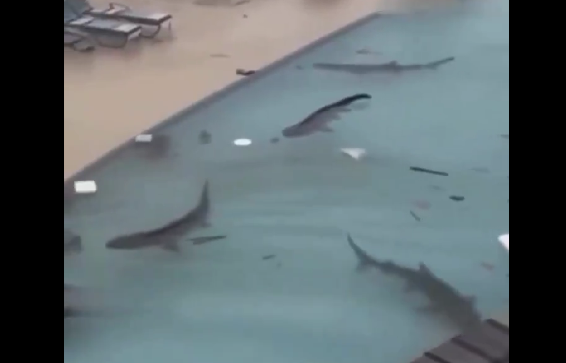 Tiburones en alberca de resort en Jamaica