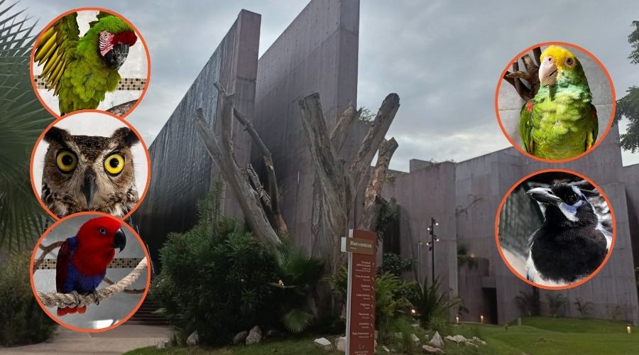Con más de 300 ejemplares en el Santuario de Aves, Gran Acuario Mazatlán se consolida como refugio