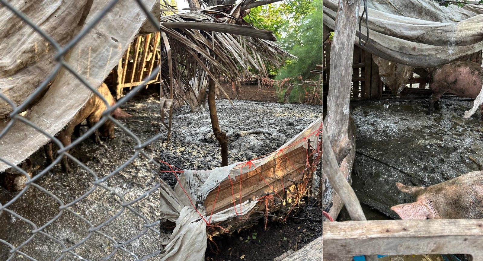 Corrales de animales en zonas habitadas de Guasave causan foco de infección