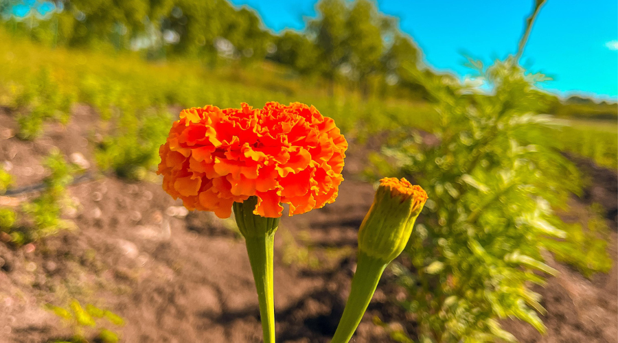Flor de cempasúchil