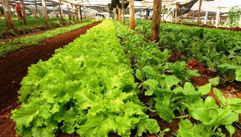 Cultivo de hortalizas
