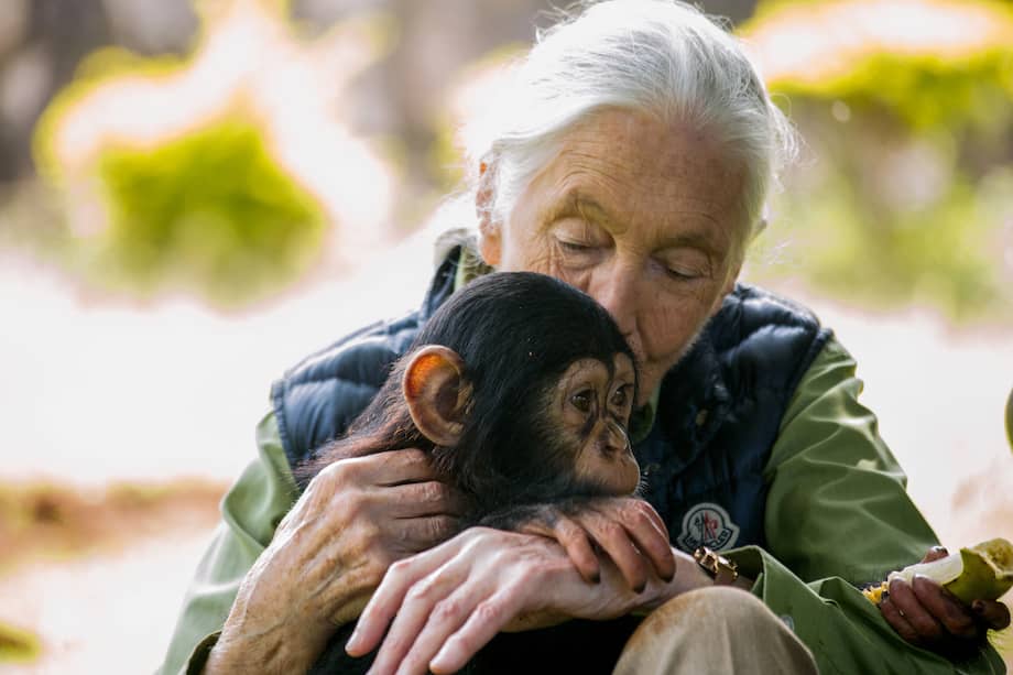 Fallece Jane Goodall, científica conocida como “la mejor amiga” de los chimpancés