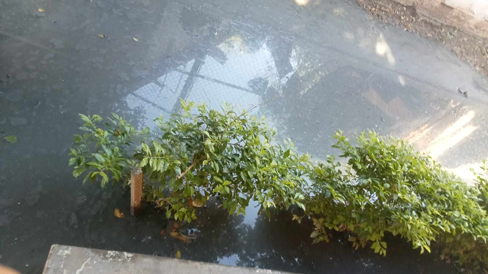 Inundación de aguas negras en el Jardín de Niños Rafael Buelna Tenorio.