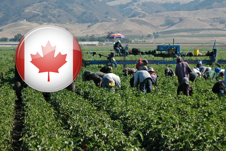 Empleo en Canadá: abren nuevas vacantes para jornaleros agrícolas y estos son los requisitos