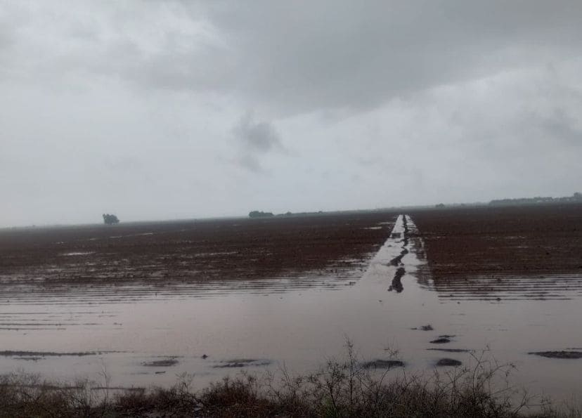 Lluvias benefician a productores en el Fuerte