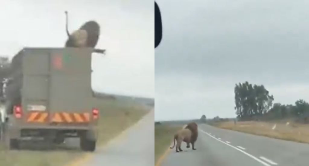 VIDEO: Captan a león saltando desde un camión en movimiento en carretera de Sudáfrica