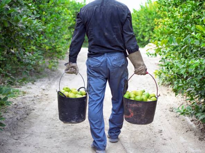 Limoneros