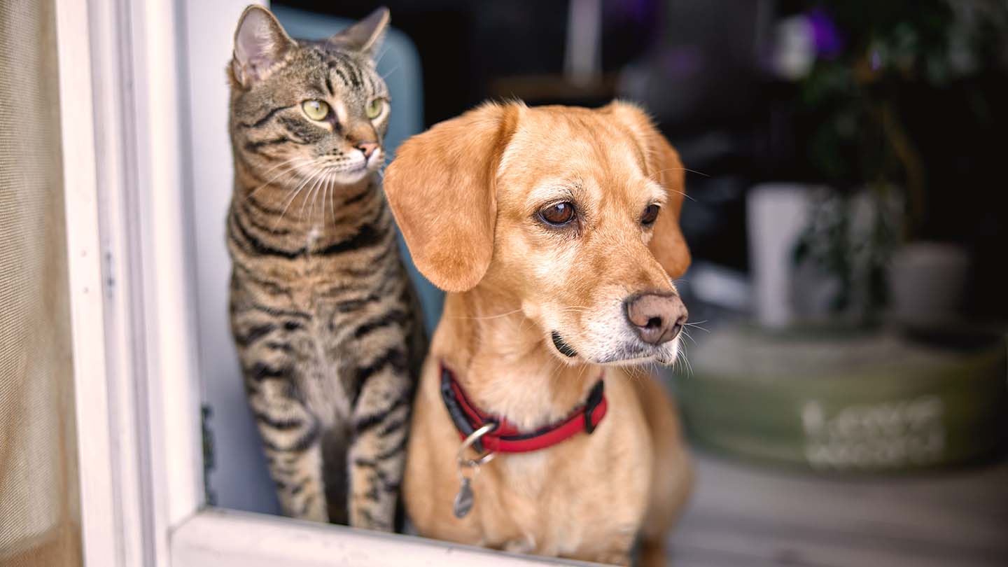Avanza en Congreso iniciativa que propone que el maltrato animal