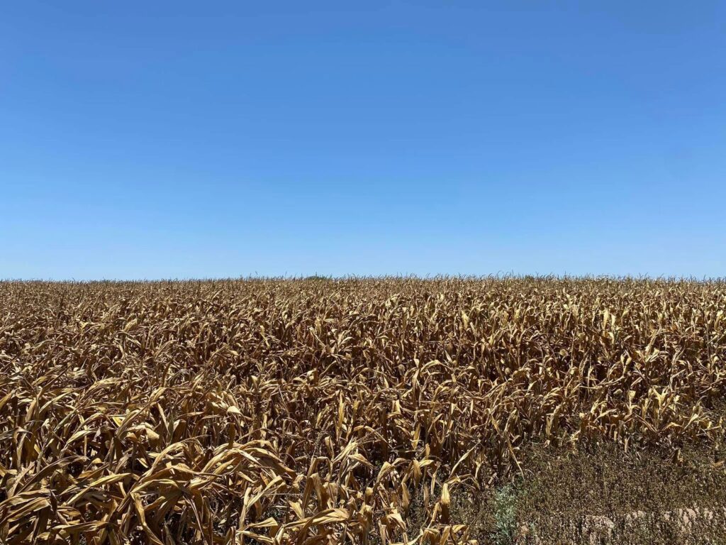 Cultivo de maíz en el norte de Sinaloa