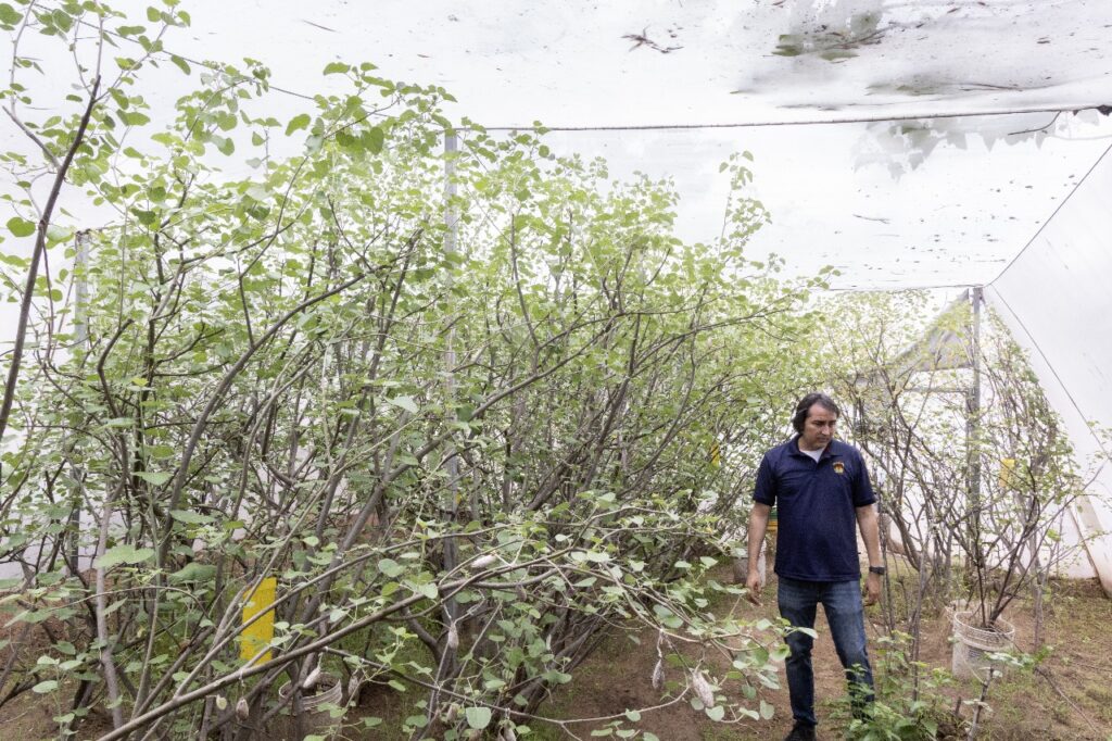 Bladimir Salomón Montijo lidera un proyecto científico que ha permitido conocer el ciclo de vida de la mariposa Cuatro espejos 