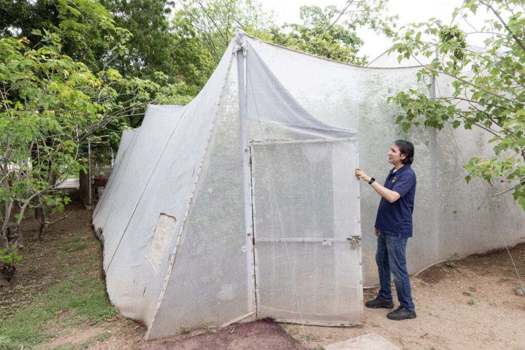 Bladimir Salomón Montijo lidera un proyecto científico que ha permitido conocer el ciclo de vida de la mariposa Cuatro espejos 
