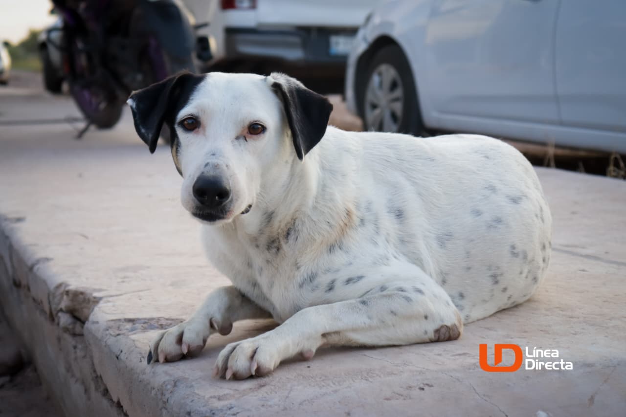 Lo importante es apoyar a los animalitos: concluyen actividades del Gran Pet Truck en Los Mochis