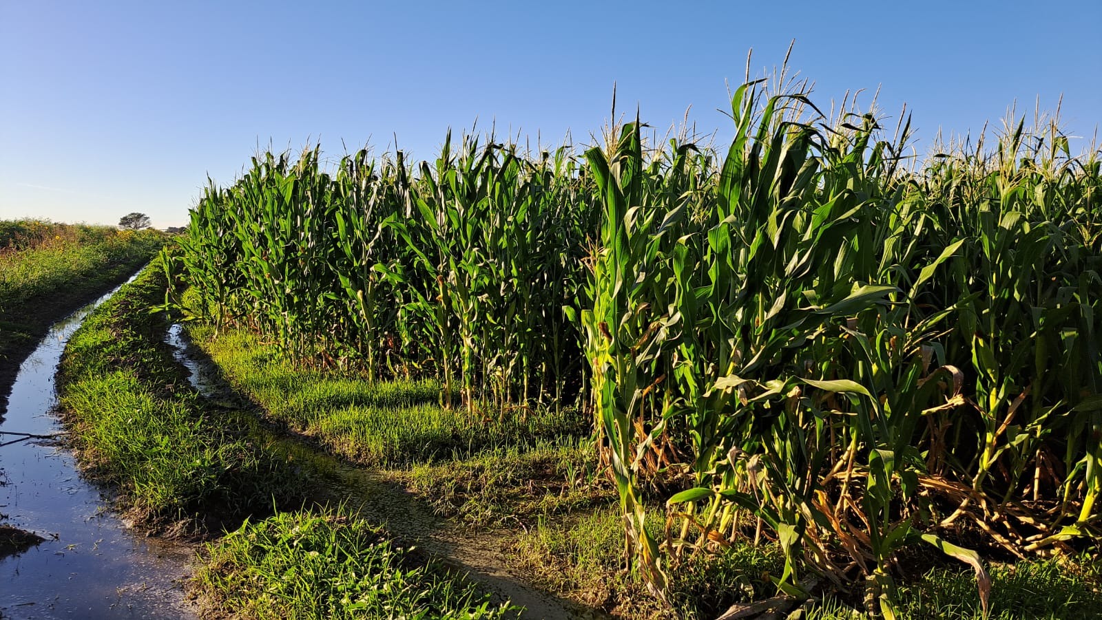 Productores de Guasave se preparan para la siembra de maíz con expectativas positivas