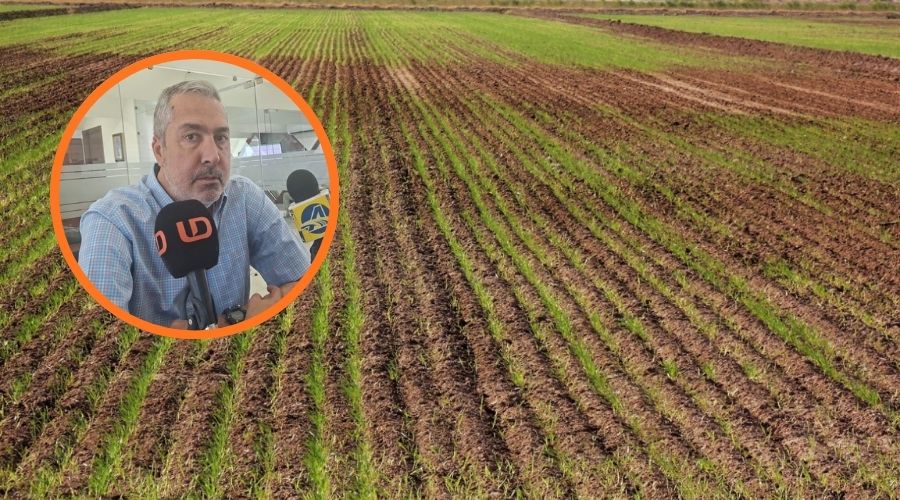El presidente de la Aarfs exhortó a productores a planear adecuadamente sus cultivos