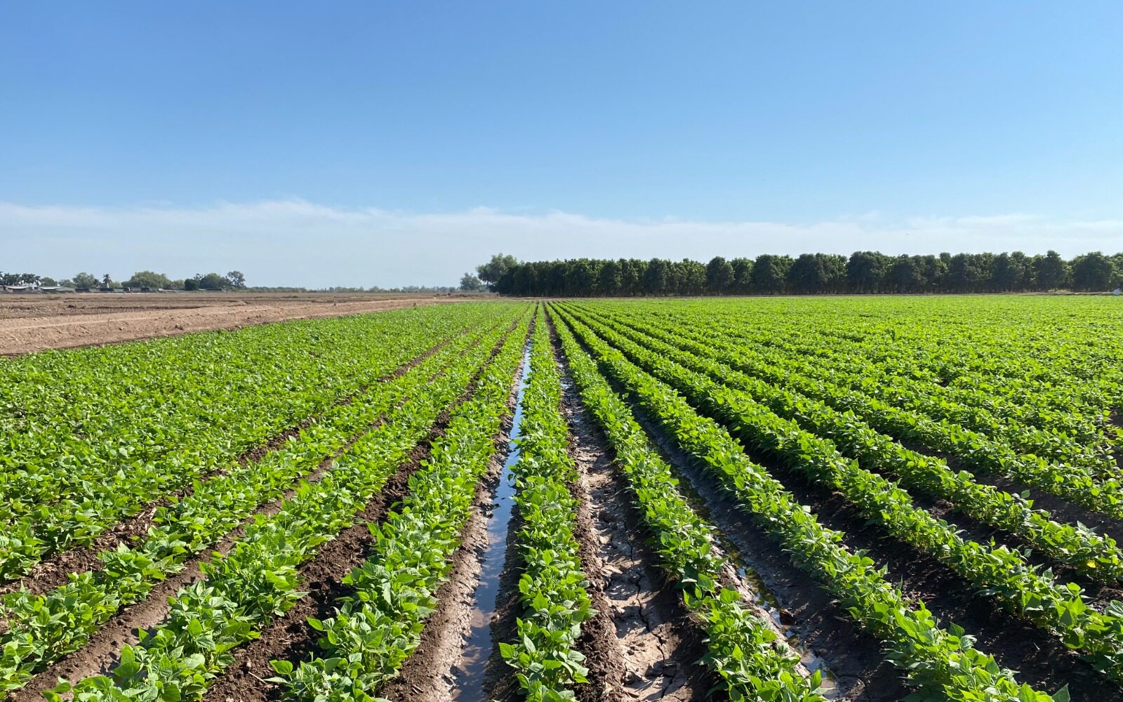 Campo sinaloense.