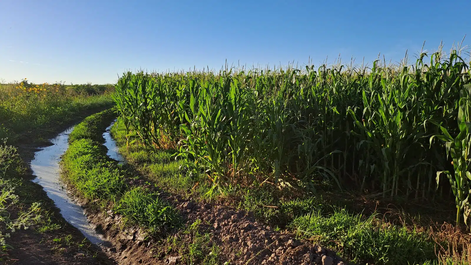 Cultivo de Sinaloa.