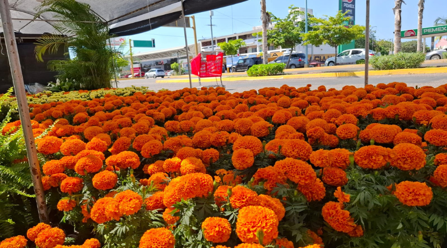 Venta de flores de cempasúchil
