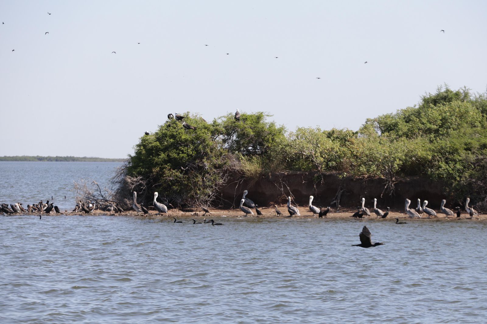 Islas de Guasave