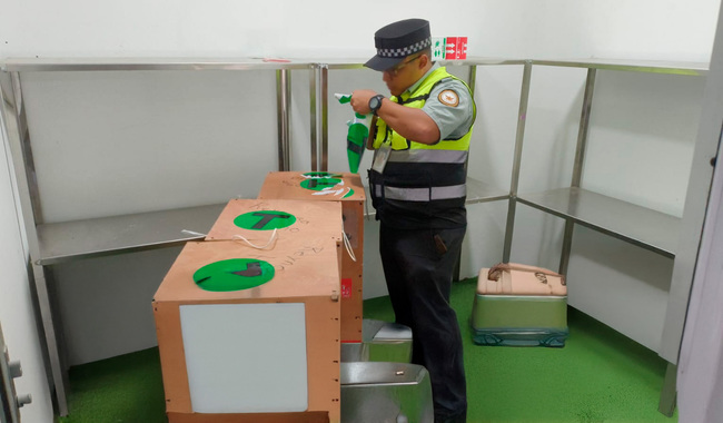 Rescatan tres avestruces que eran enviadas por paquetería en aeropuerto de Tamaulipas