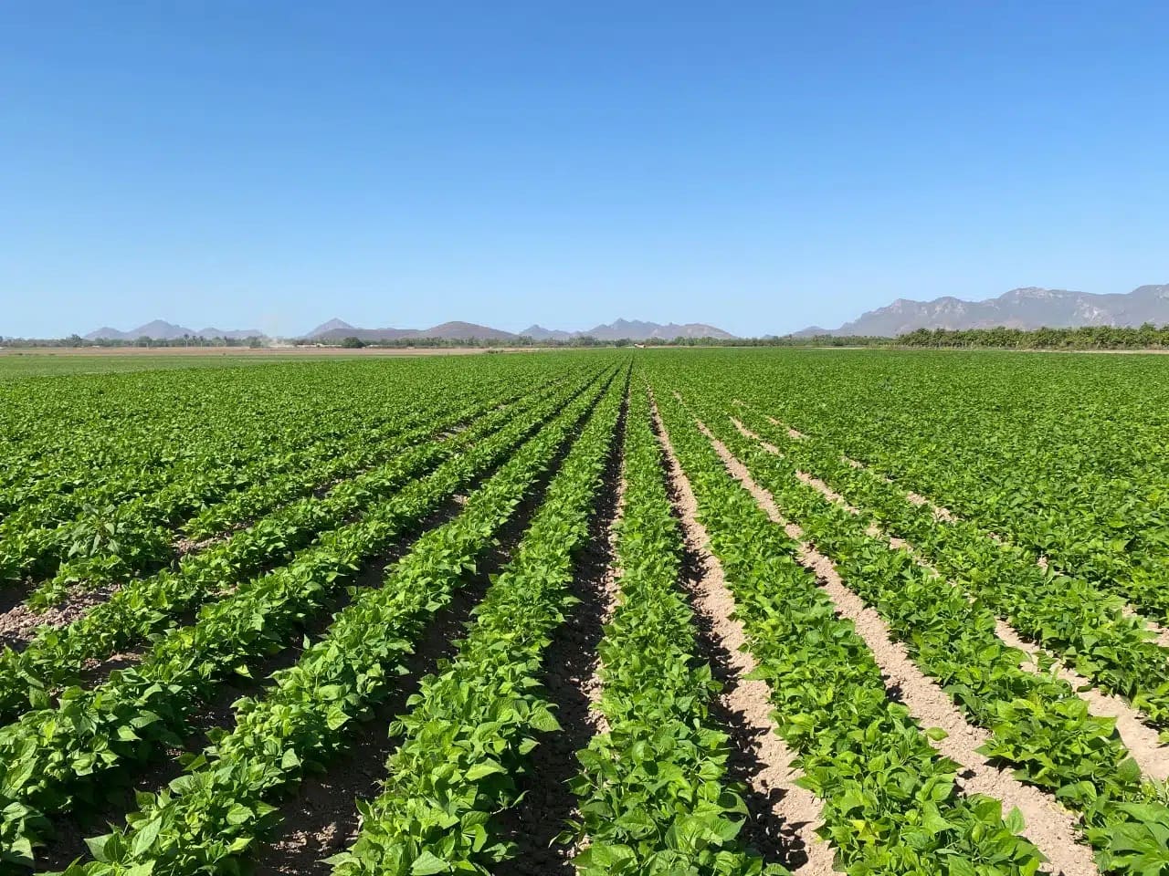 Plan de siembra para más de 789 mil hectáreas en Sinaloa