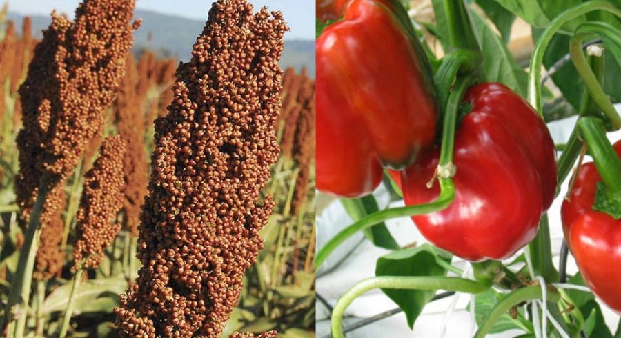 Sorgo y chile