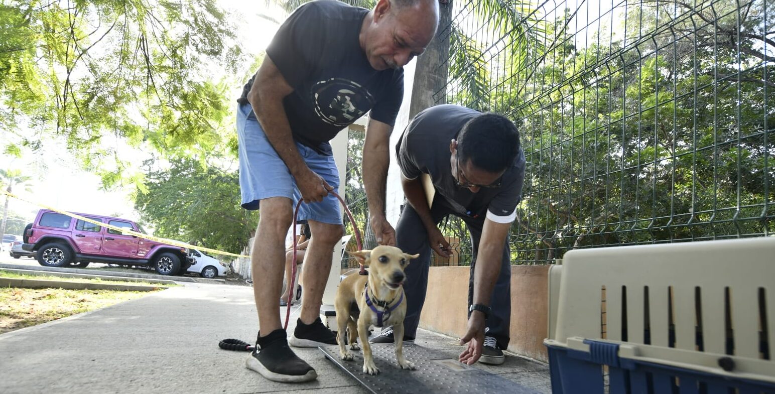 Un perrito es pesado durante jornada de adopciones y esterilizaciones en Mazatlán