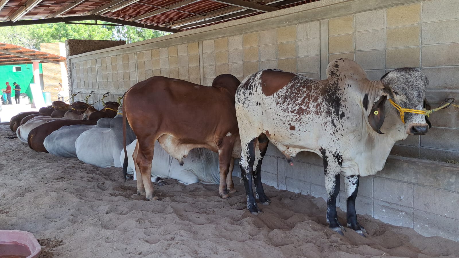Caballos en un establo