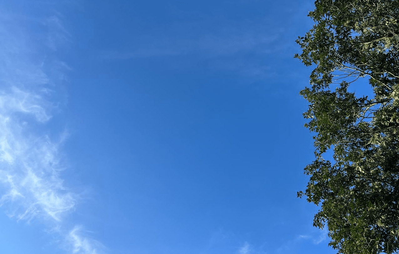 Cielo azul despejado y hojas verdes de un arbol