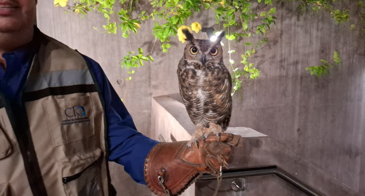Por el cuidado de la fauna, unen esfuerzos por el rescate de especies en Mazatlán; van más de 700