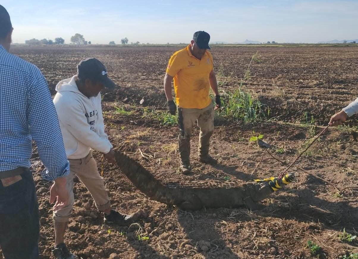 Elementos de protección civil sujetando a un caimán de la cola y arrastrándolo para asegurarlo, el caimán fue encontrado en el campo