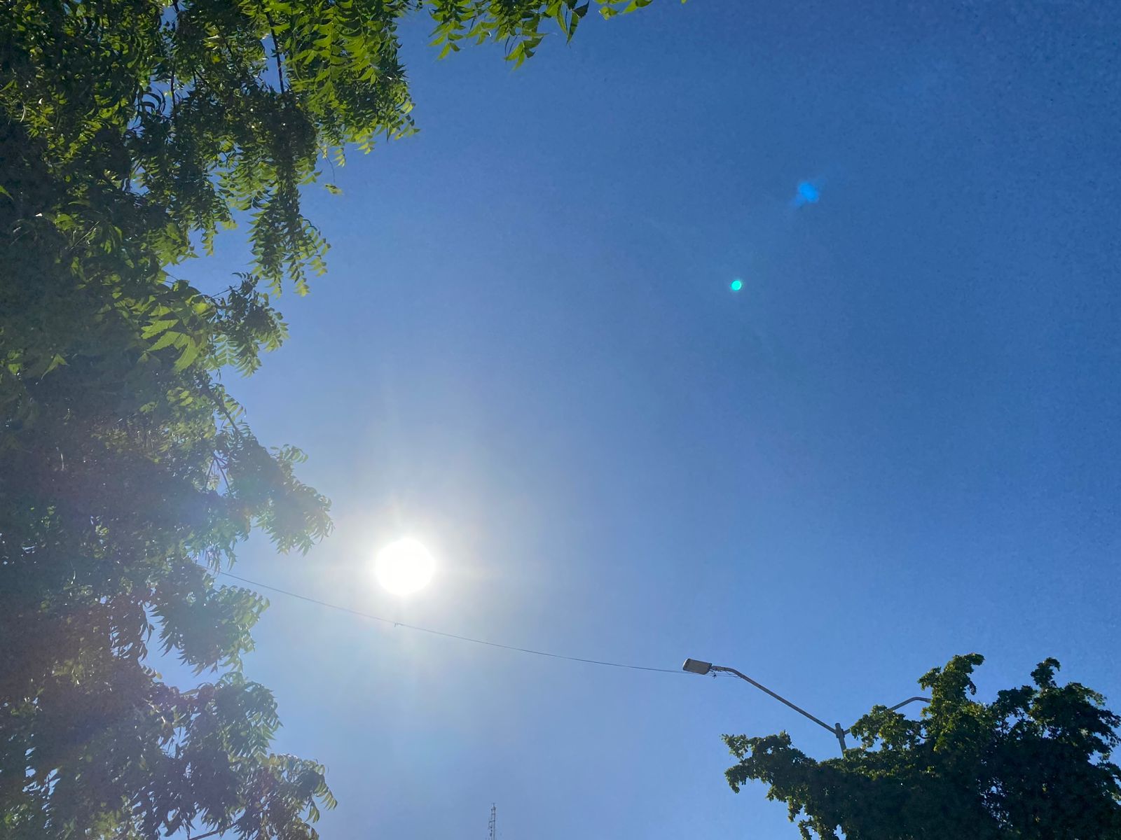 Cielo azul despejado y sol arriba fuerte y hojas verdes de árbol