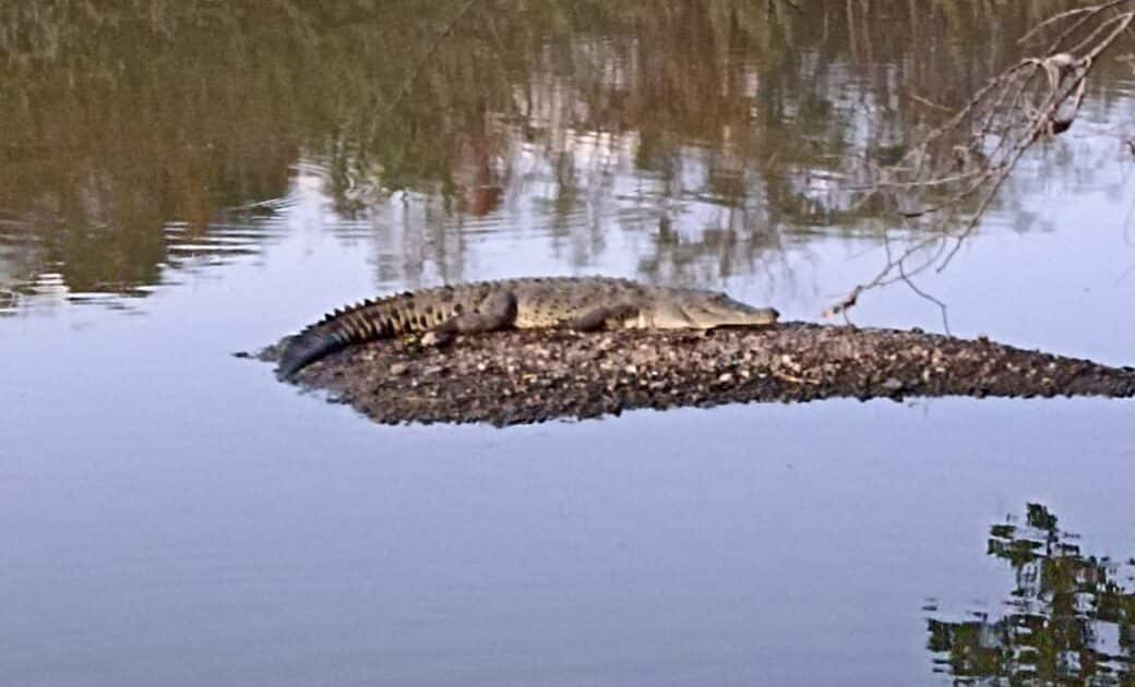 Sequía limitó los hábitats de cocodrilos en Sinaloa