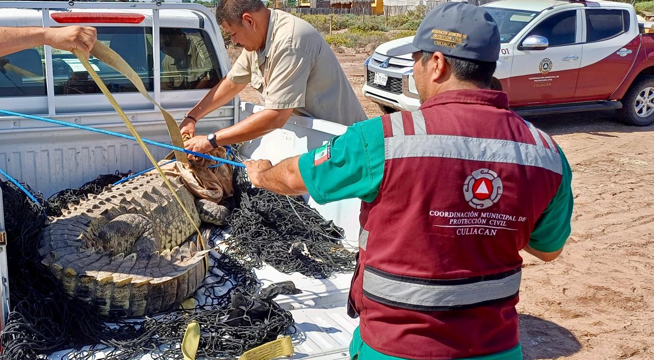 Dos personas asegurando sobre la caja de una camioneta color blanco a un cocodrilo de 3 metros.