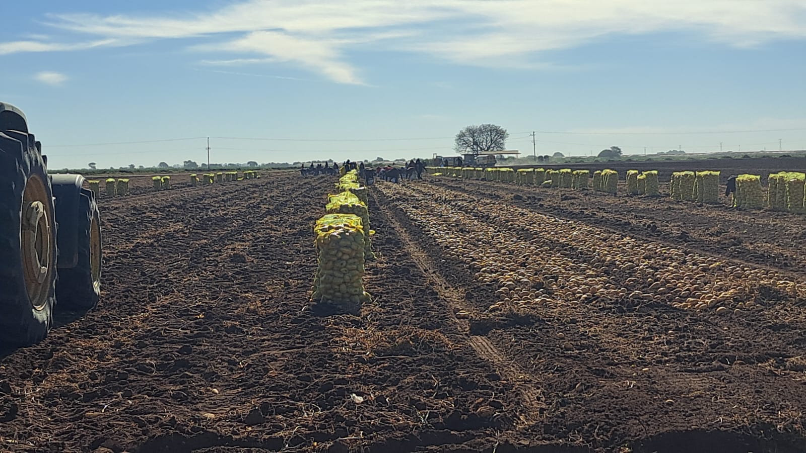 Máquina agrícola entre la cosecha de papas en el campo
