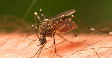 Cuba enfrenta su peor brote de chikunguña en años