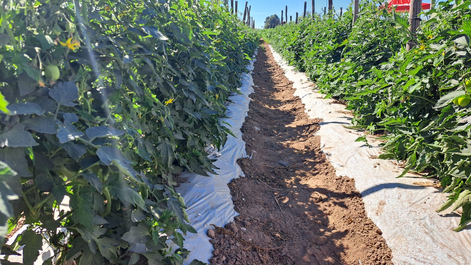 Plagas y baja superficie sembrada complican la temporada hortícola