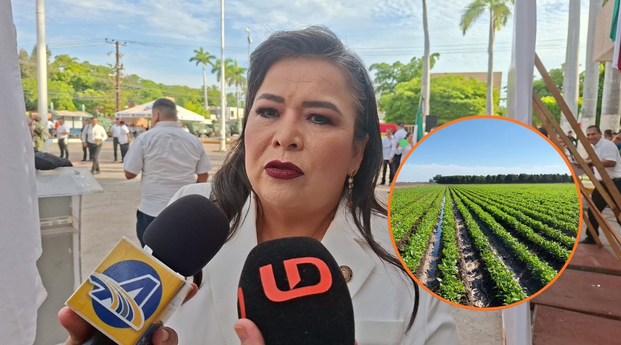 diputada federal Ana Ayala Leyva dando entrevista a medios de comunicación y en un circulo abajo a la derecha un campo agrícola sinaloense
