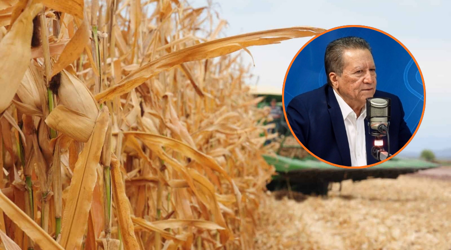 En grande un cultivo de Sinaloa y en un circulo el secretario de economía, Feliciano Castro Melendrez en el noticiero de Línea Directa