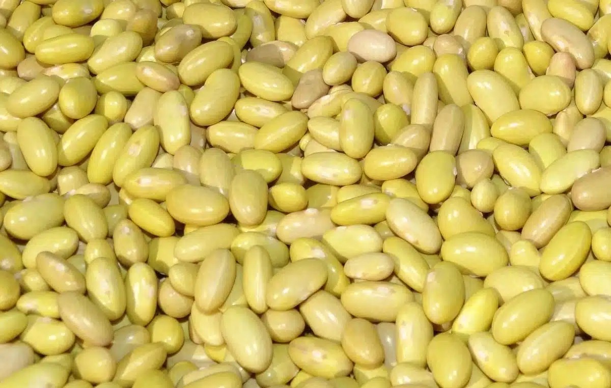 Una gran cantidad de granos de frijol amarillo agrupados.