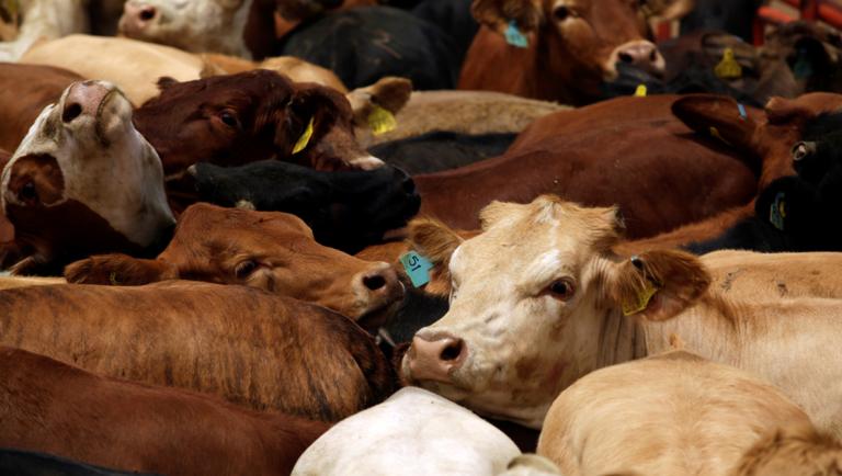 Vacas de diferentes colores
