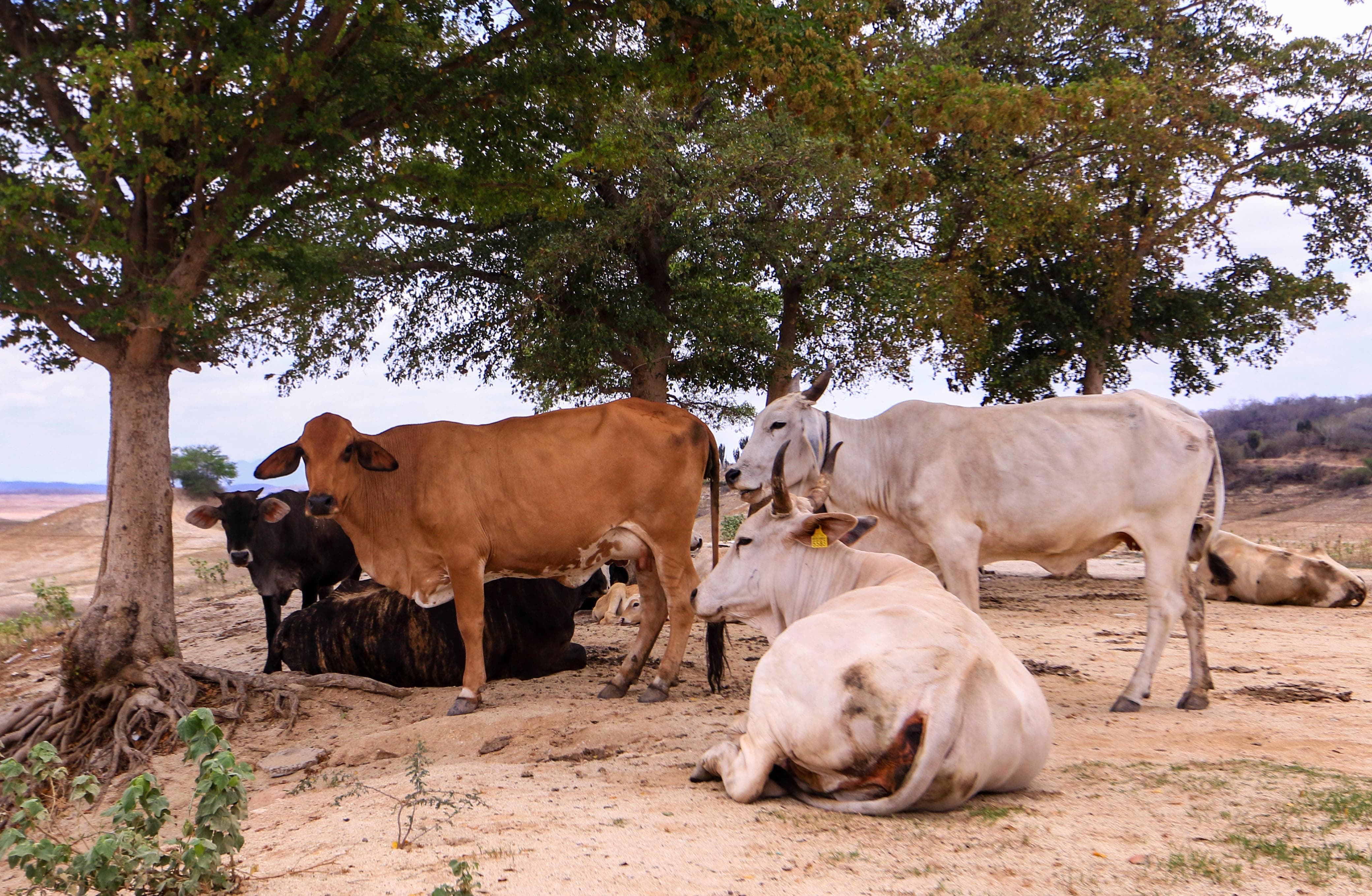 Cuatro vacas descansando bajo un árbol en medio del monte
