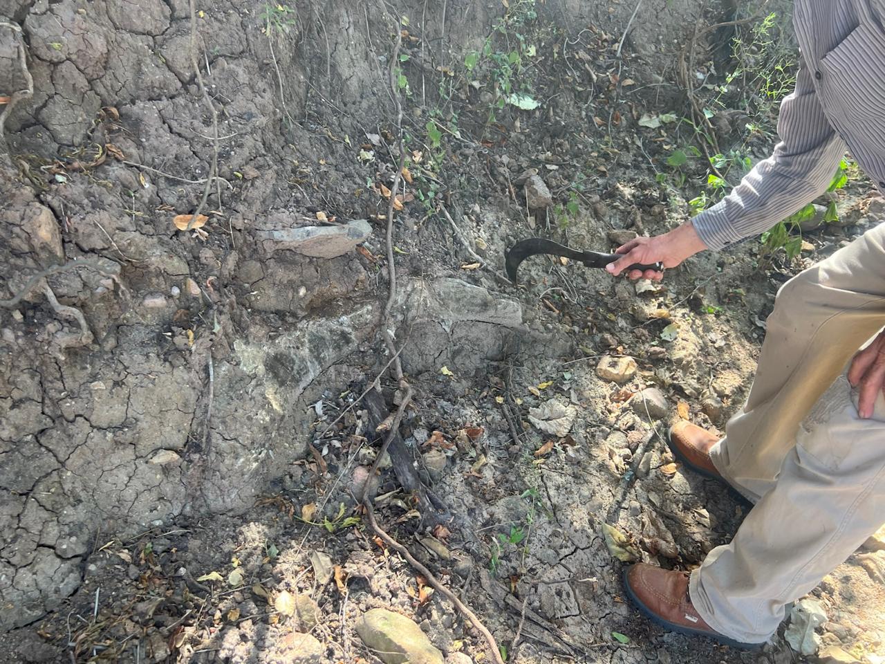Se observa a una persona señalando con una hoz un área de tierra erosionada donde sobresalen restos fósiles incrustados en el suelo.