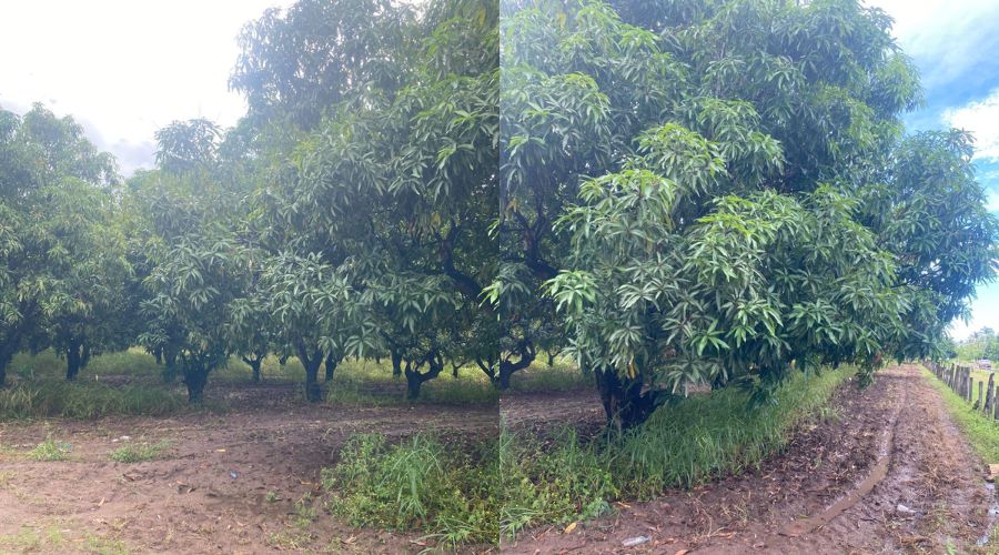 Huerta de mangos que se inicia en la próxima temporada en Escuinapa