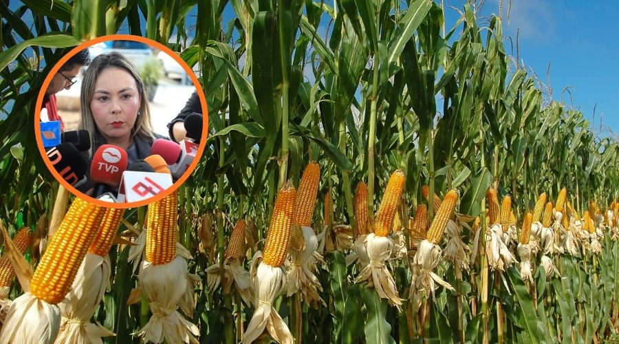 Yeraldine Bonilla habla sobre la actividad agrícola en Sinaloa, edición de una foto temática del maíz y en un círculo Yeraldine Bonilla, secretaria General de Gobierno