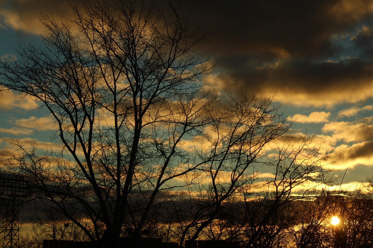 Un cielo en el que apenas se ve el sol, muchas nubes dispersas pero se alcanza a distinguir el cielo azul, y un árbol ya bastante seco por el cambio de estación, se percibe un ambiente helado